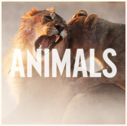 Animals (アニマルズ) Maroon 5 Hi-Res | FLAC | 96kHz/24bit